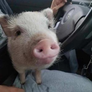 Meet your Posher, Ashley